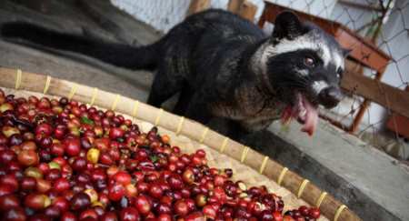 Kopi Luwak – самый дорогой кофе в мире